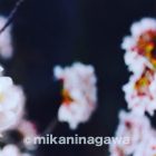 ninamika_sakura